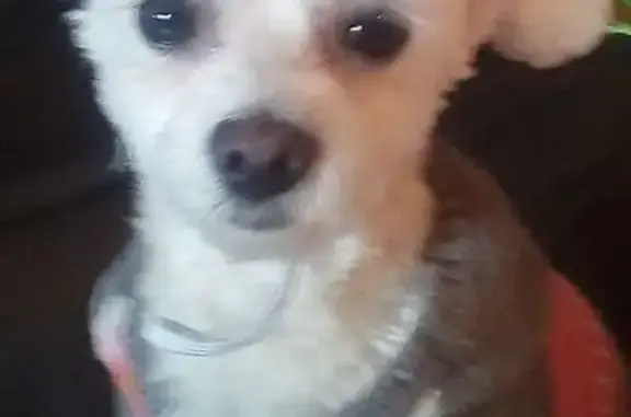 Perdido perro hembra, Rambla de La Mina, 8, Sant Adrià de Besòs - le falta un ojo y lleva cono - photo