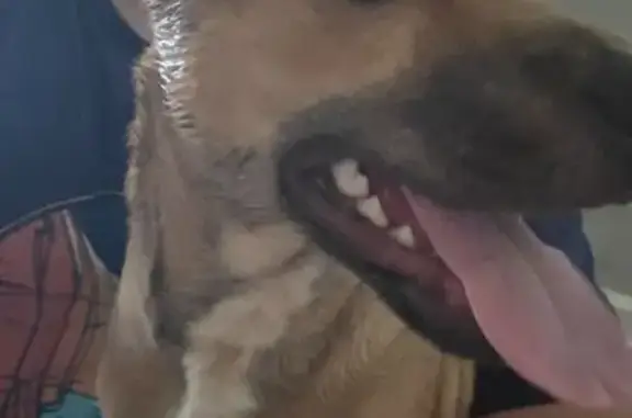 Found dog Aiken, photo: Found dog, Cody Lane, 202, Aiken - male, stub tail