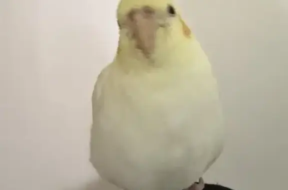 Lost pets Adelaide, photo: Lost Bird, Collingrove Avenue, 18A, Prospect, Adelaide - yellow cockatiel with clipped left wing