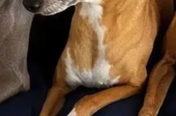 Lost pets Canterbury, photo: Lost dog, Mont Albert Road, 80, Boroondara, Canterbury - female, shy and skittish