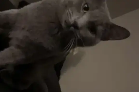 Lost cat, Westview Drive, 2112, Hastings - male, grey, yellow eyes - photo