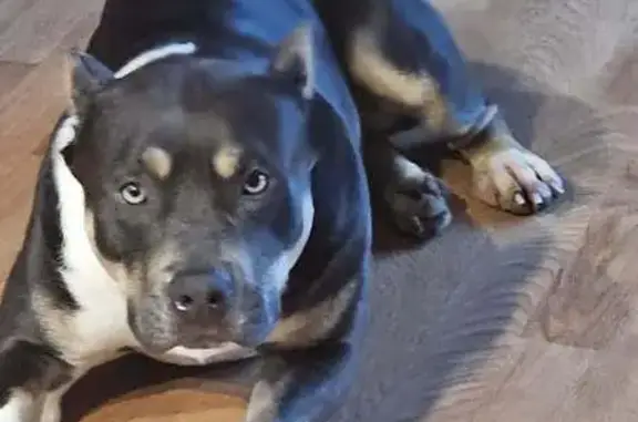 Lost dog, Nickey Street, 1012, Poplar Bluff - female XL bully - photo