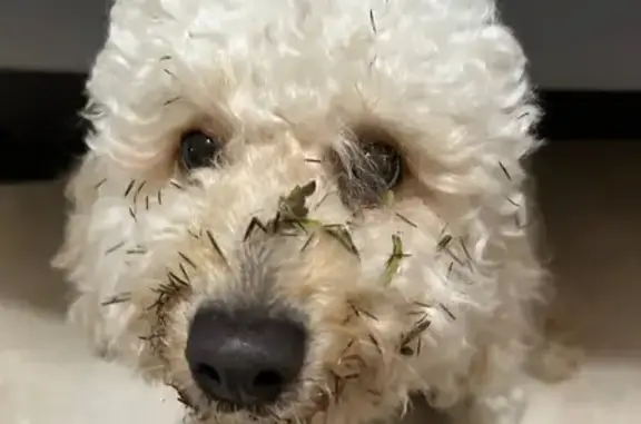 Lost dog, Arizona Street, Hollywood, Pembroke Pines - shy male with creamy white coat - photo