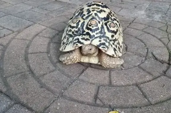 Lost pets Irving, photo: Lost bird, Cross Bend, 1205, Irving - missing leopard tortoise (not a bird)