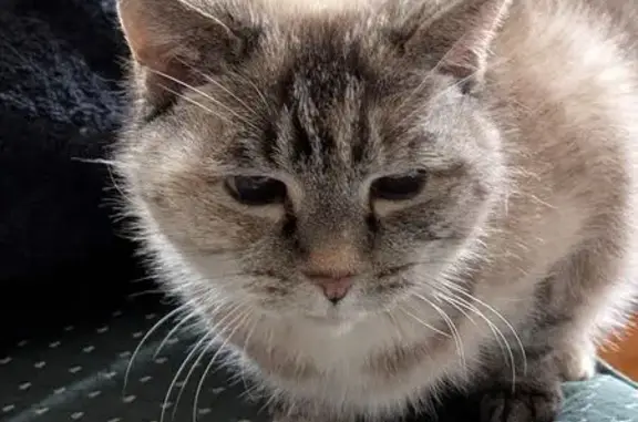 Lost pets Caulfield South, photo: Lost cat female, Etna Street, 9, City of Glen Eira, Caulfield South — silver/grey tabby, timid