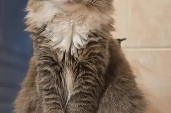 Chat perdu, Paris, photo: Chat perdu mâle, Rue Georges Bouzerait, 12, Paris - gris et blanc