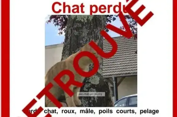 Chat trouvé Foucherans, photo: Chat perdu, Rue Gustave Courbet, Foucherans, Lyon — mâle roux clair