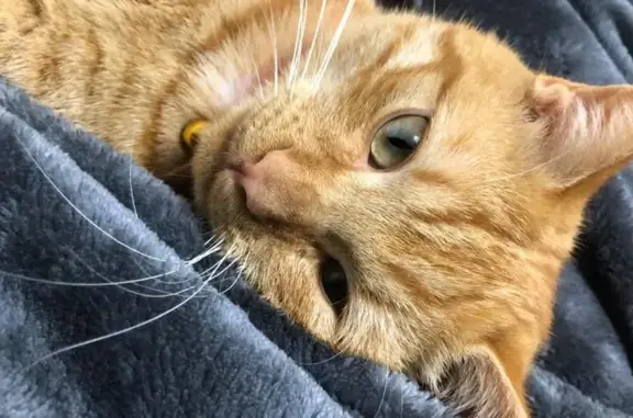 Chat perdu mâle, Chemin de Chabrieres, Peyrins - roux et fin - photo