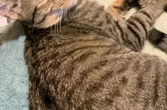Chat perdu mâle, Avenue de la République, 64, Échirolles, Lyon - photo
