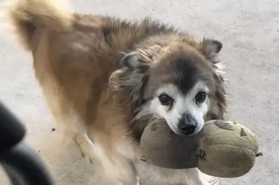 Lost pets Sydney, photo: Lost dog, Andrew Avenue, 30, Fairfield, Canterbury — male, small fluffy Pomeranian Chihuahua mix