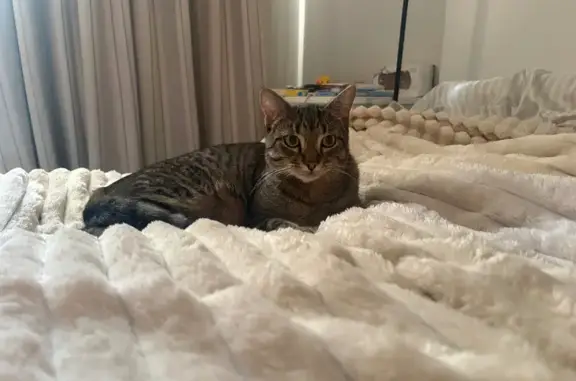 Lost pets Para Hills, photo: Lost cat, Cascades Drive, 2, Para Hills - shy brown tabby, 1 year old