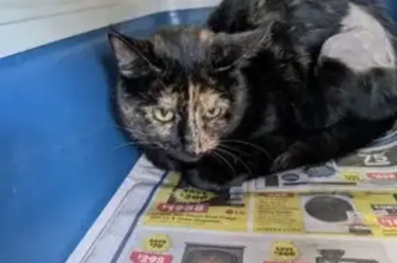 Lost and found pets Australia, photo: Lost cat, Waminda Avenue, 100, City of Campbelltown, Liverpool — female tortie, microchipped