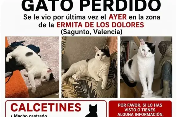 Perdido gato masculino, Carrer dels Dolors, 21, Sagunto - manchita negra en la nariz - photo