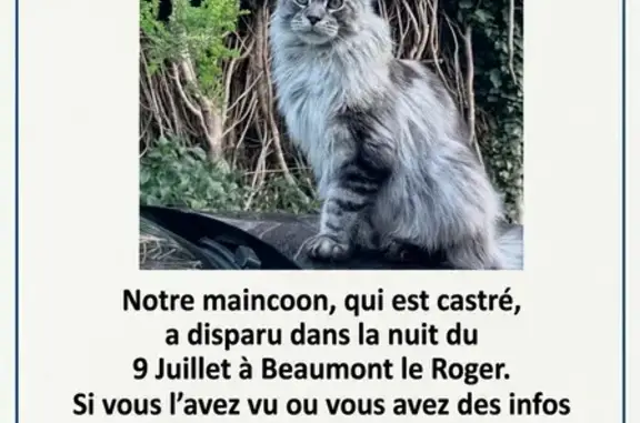 Chat perdu mâle, Chemin des Monts, 2, Beaumont-le-Roger - Maincoon castré gris tigré très sociable - photo
