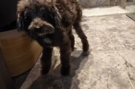 Lost and found pets Singapore, photo: Found dog, male, Glasgow Road, Hougang - grey-black, very skinny