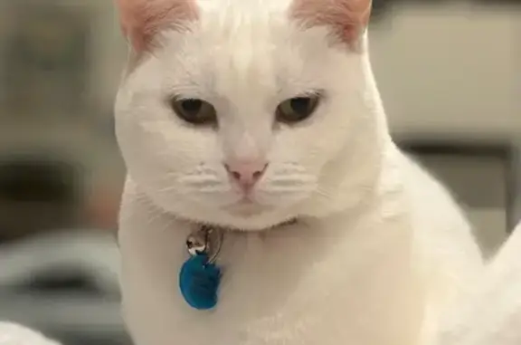 Lost cat, Laurel Street, 112, Brisbane - female, white coat, pink collar - photo