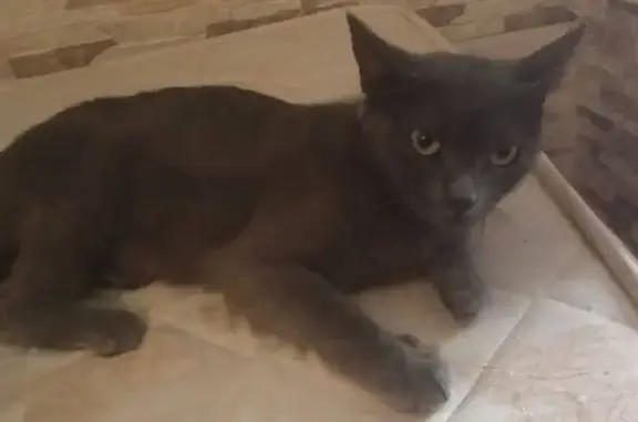 Perdido gato hembra, Calle Valladolid, 74, Algeciras — gris y muy cariñosa - photo