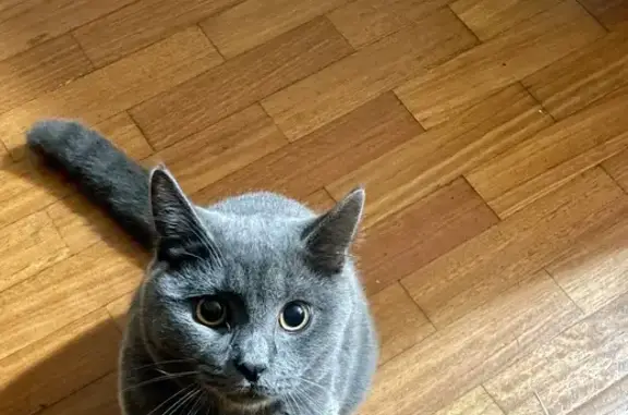 Missing cat Sydney, photo: Lost cat, Helen Street, 42-50, Sydney - male British shorthair cross