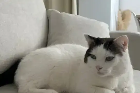 Chat perdu mâle, Rue Vieille Levée, 59, Orléans - yeux bleus, pucé - photo