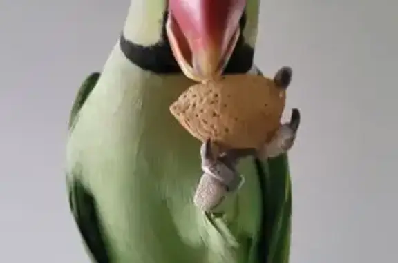 Lost Bird, Dillies Lane, Tahmoor - male, bright green Alexandrine parrot - photo