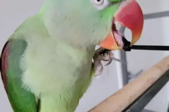 Friendly green alexandrine parrot lost in Tahmoor, beloved pet.