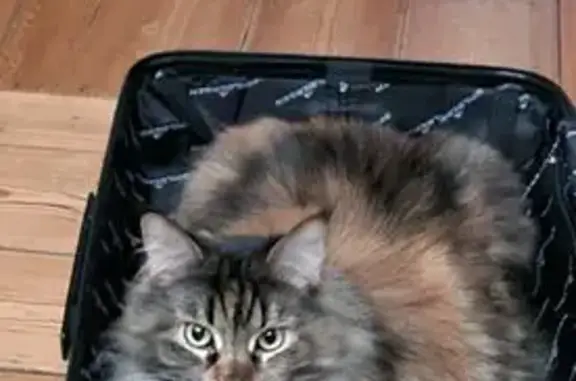 C'est un gros chat à poils longs. C'est la première fois qu'elle sort et elle pourrait être rentrée chez quelqu'un ou cachée dans un jardin. Globalement amicale mais pourrait être paniquée.