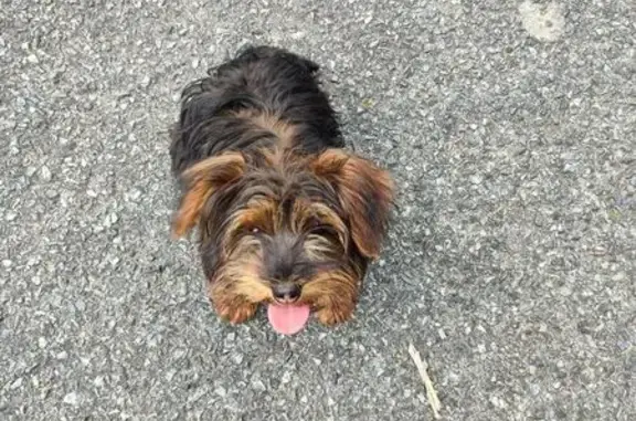 Perdido perro hembra, Rúa de Ramón Baltar, s/n, Santiago de Compostela - collar azul y correa rosa - photo