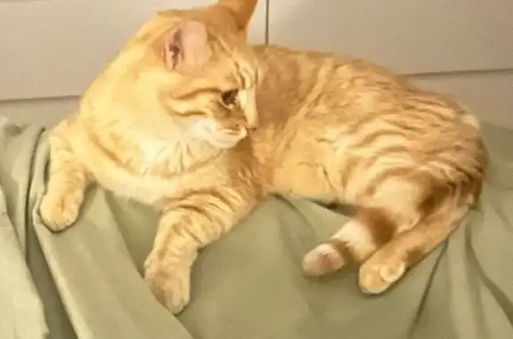 Chat roux très calin & gourmand
