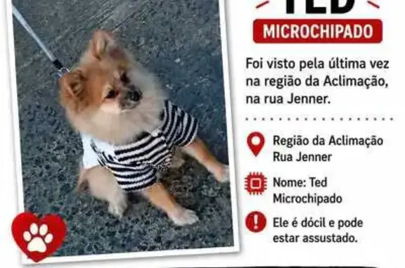 Perdido cachorro macho, Rua Pires da Mota, São Paulo - filhote laranja com peitoral verde - photo