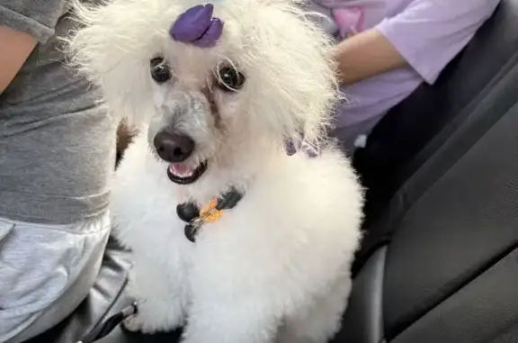 White color male Toy poodle with face trim and hair ties with black rubber band and blue papers. Run out of home on 13 July 2026 morning at about 10am.