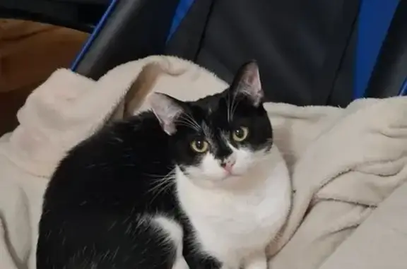 Lost cat, Belmont Road, 73, Fleetwood - female, shy but friendly - photo