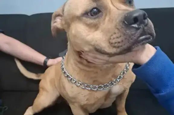 Encontrado cachorro fêmea em I...