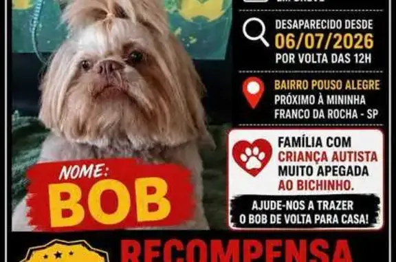 Perdido cachorro macho, Rua Caçapava, 145 - Shitzu marrom e muito dócil - photo