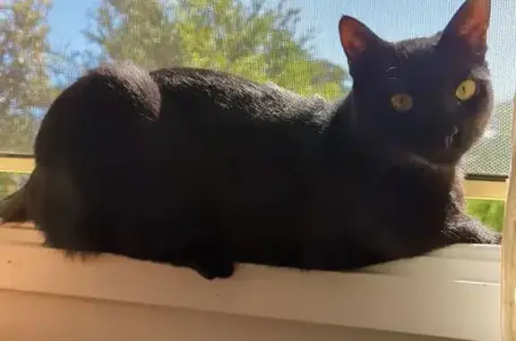 Lost cat, Brunette Drive, 24, The Hills Shire Council, Sydney - male, yellow eyes - photo