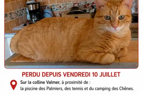 Chat perdu mâle, La Colline Valmer, La Croix-Valmer, Colmar — roux, pucé et castré - photo