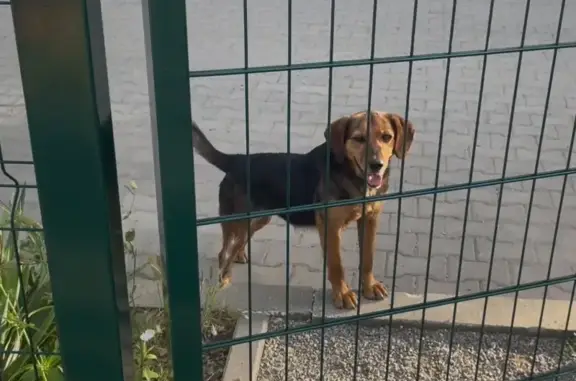 Знайдено собаку Чернівці, фото: Знайдена собака, вулиця Героїв Майдану, 192, Чернівці — тягнулася до людей, знає м'яч