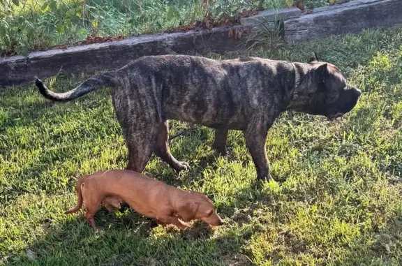 Lost and found pets USA, photo: Found dog, Odenton, Maryland - two dogs
