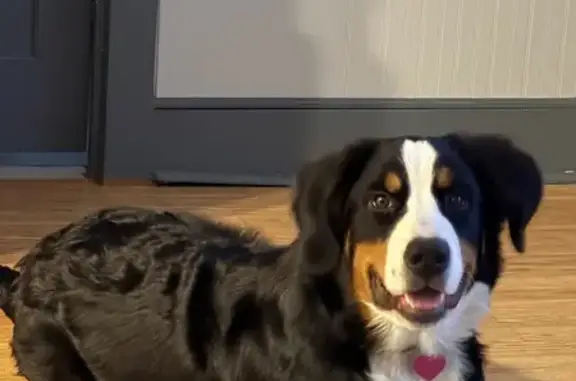 Lost dog, Brentwood Street, 212, Stephenville - female, blue collar, pink heart tag - photo