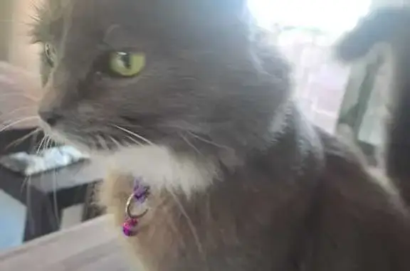 Missing cat Benoni, photo: Lost cat, Benoni, Gauteng, Benoni - female, grey and white, no collar