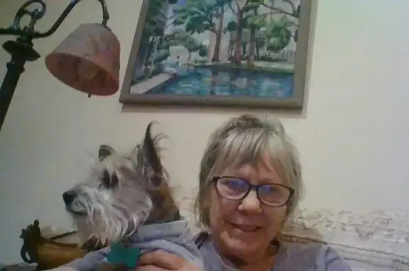 Lost dog, East Inwood Forest Drive, 257, Wimberley - male terrier with a lion-like mane - photo