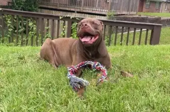 Lost dog, Dora, Alabama, Birmingham - sweet, follows commands, flea collar - photo
