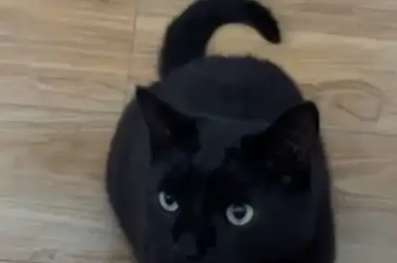 Lost cat, Chapel Way, 4, Crown...
