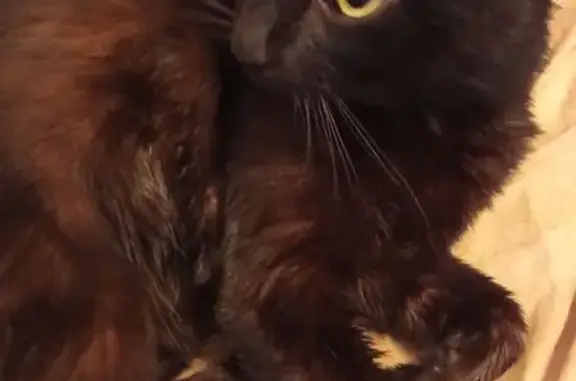 Chat perdu mâle, Rue de Couere, 5, Châteaubriant - noir, canine droite cassée - photo