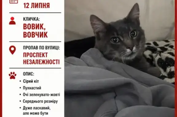 Зникла кішка, проспект Незалежності, 58-А, Чернівці — дуже ласкава, йде до ручок - photo