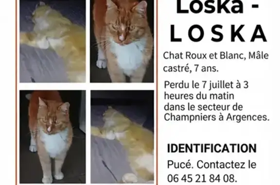 Perdu chat femelle, Champniers, Paris - roux, craintif - photo