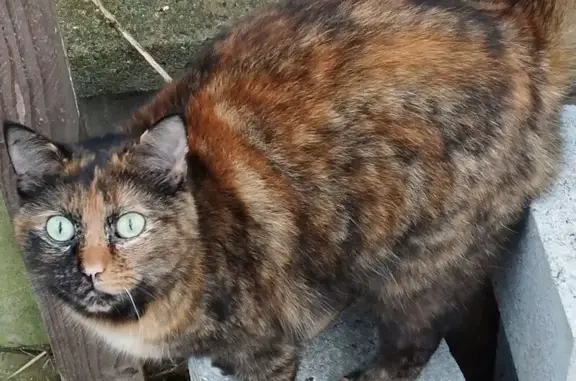 Chat perdu, Le Vieux-Marché, Paris - femelle, écaille de tortue dilué - photo