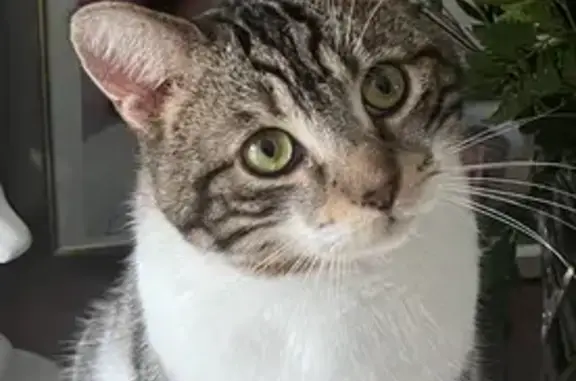 Chat perdu mâle, Rue du Village, 6, Candé - tigré gris et brun - photo