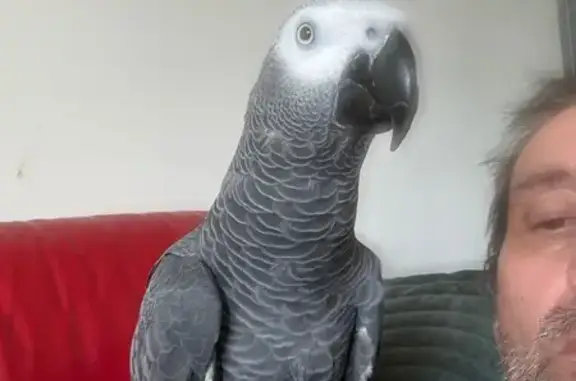 Perdue oiseau mâle, Somain, Hauts-de-France, Escaudain — gris du Gabon à queue rouge - photo
