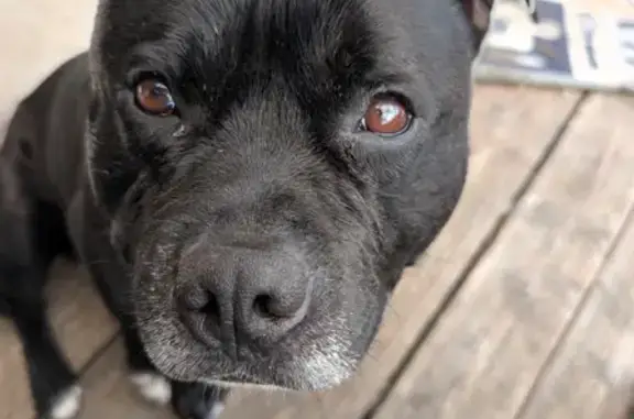 Chien perdu mâle, Fargues-Saint-Hilaire, Bordeaux — Staffie noir, petite tache blanche derrière la tête - photo