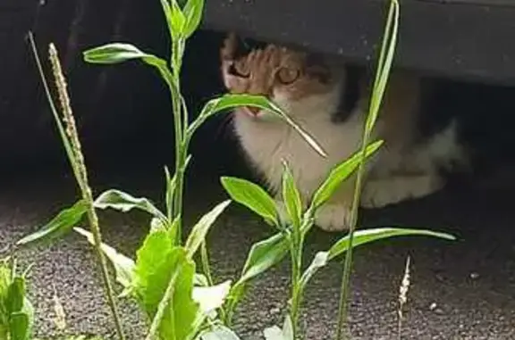 Encontrado gato hembra, Calle...